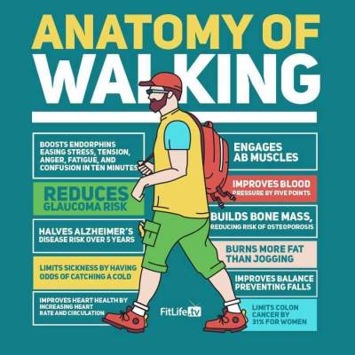 Anatamoy of Walking